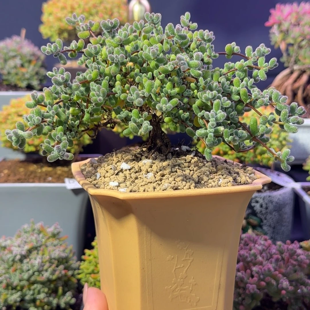 dy1136老桩翡翠（悬崖坠柳）带盆