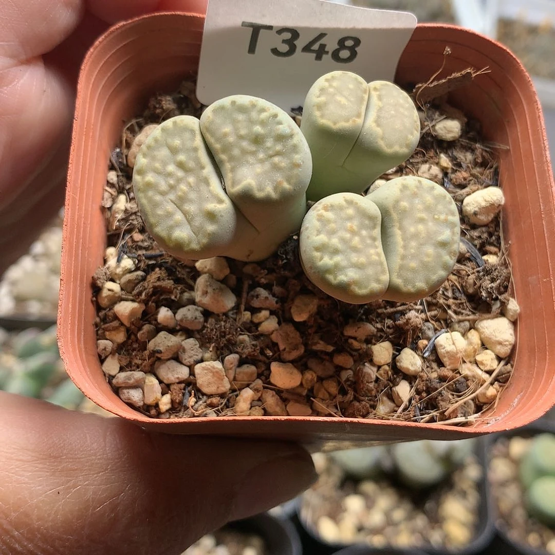 s****T348多肉植物保护