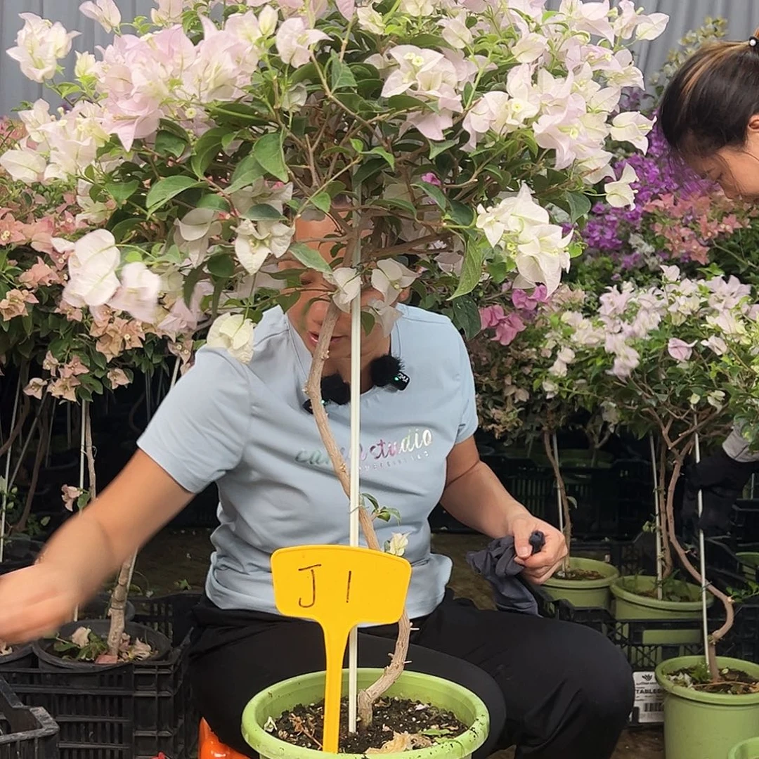 胡****大部分花苞少量开放J1苹果花