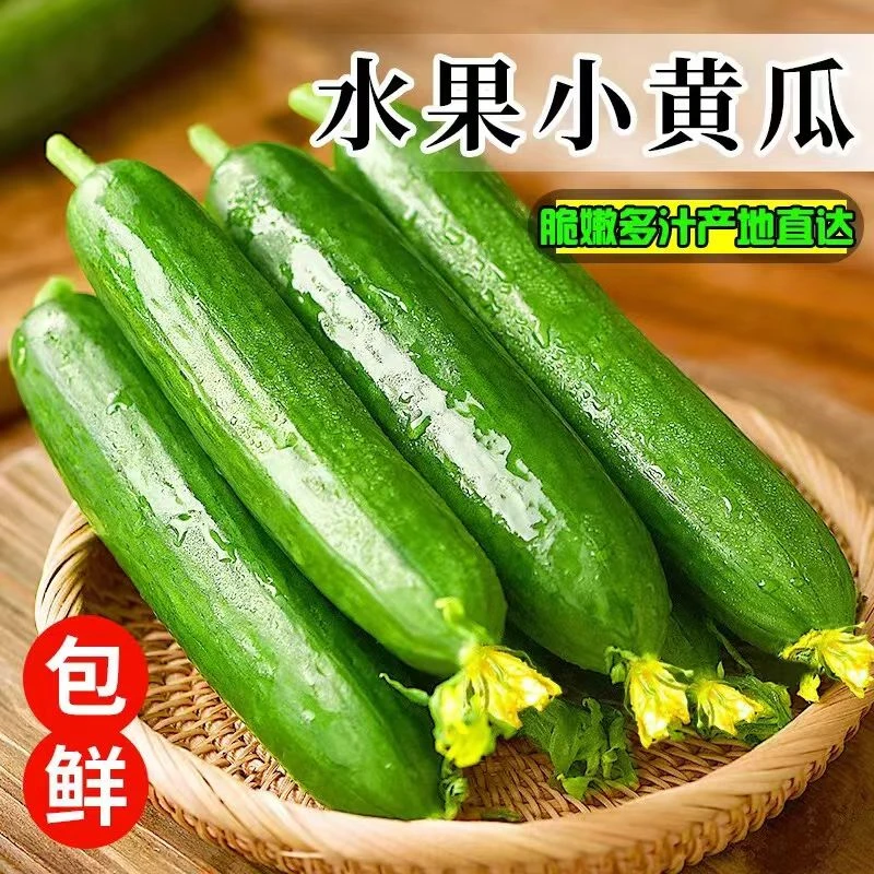 D（助农补贴）山东寿光水果小黄瓜新鲜采摘生吃蔬菜2.5斤【9--14根】