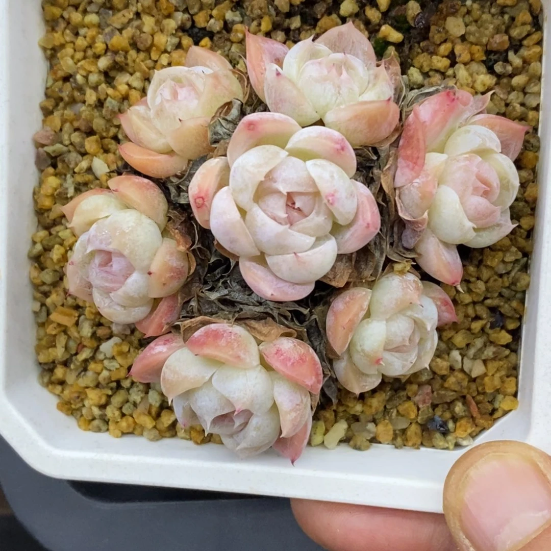 精品多肉一物一拍不包整410