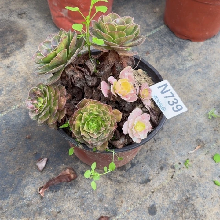 瑞妈多肉园艺739海王七彩