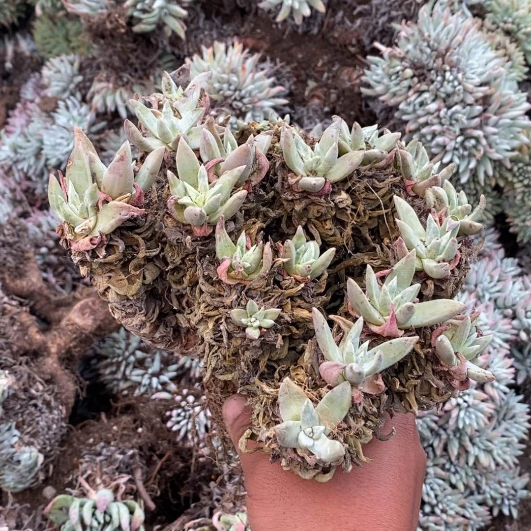 3153瑕疵不包售后哈哈哈哈哈哈哈