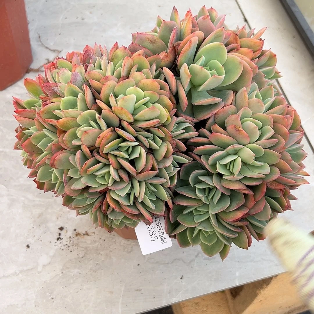 ****吖4385绮罗多肉植物多肉