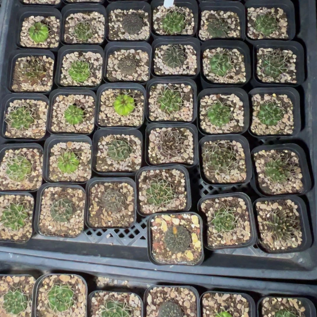 小***腿280一筐多肉植物带盆土