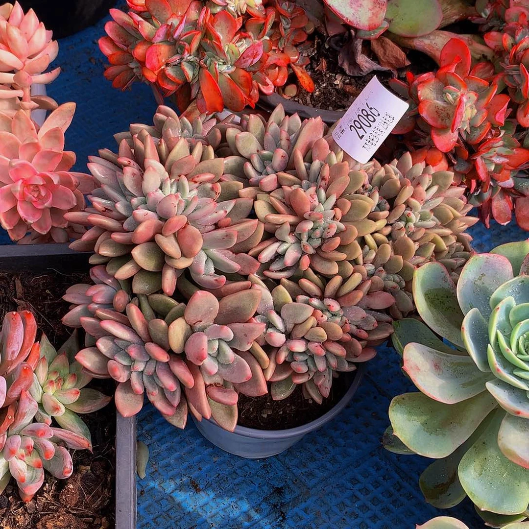 *****     桃花源缀多肉29056