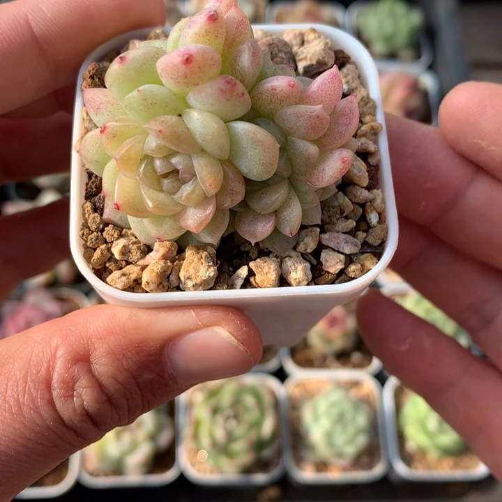 黄粉体。  珍妮。  珍妮卖好麦秆29号