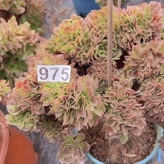 ＠***华多肉植物一个玫瑰