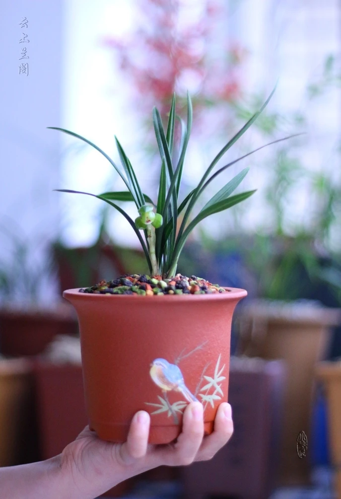 【春兰翠盖荷】包三个月售后 终身对版