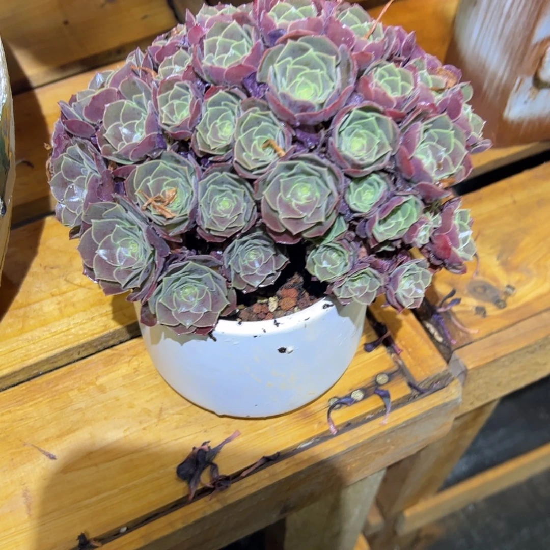 玫瑰拔毛朵老桩整版