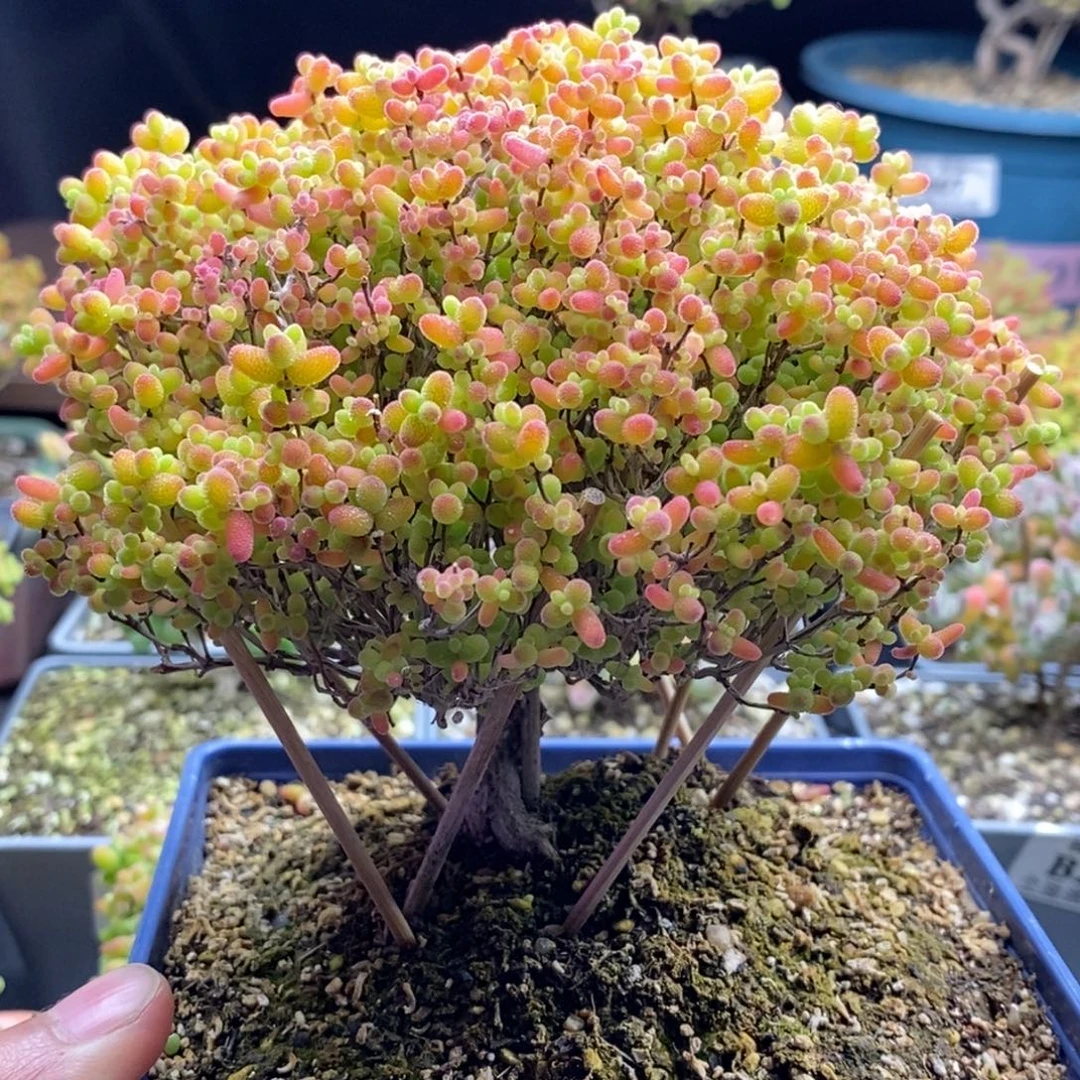 788蜜橘糖球 。