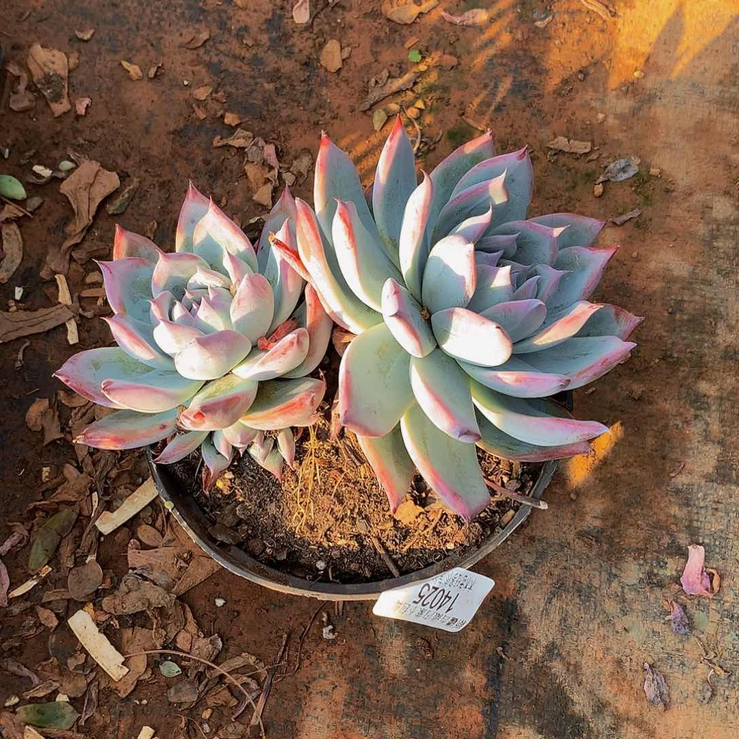 公***财     黑天鹅14025