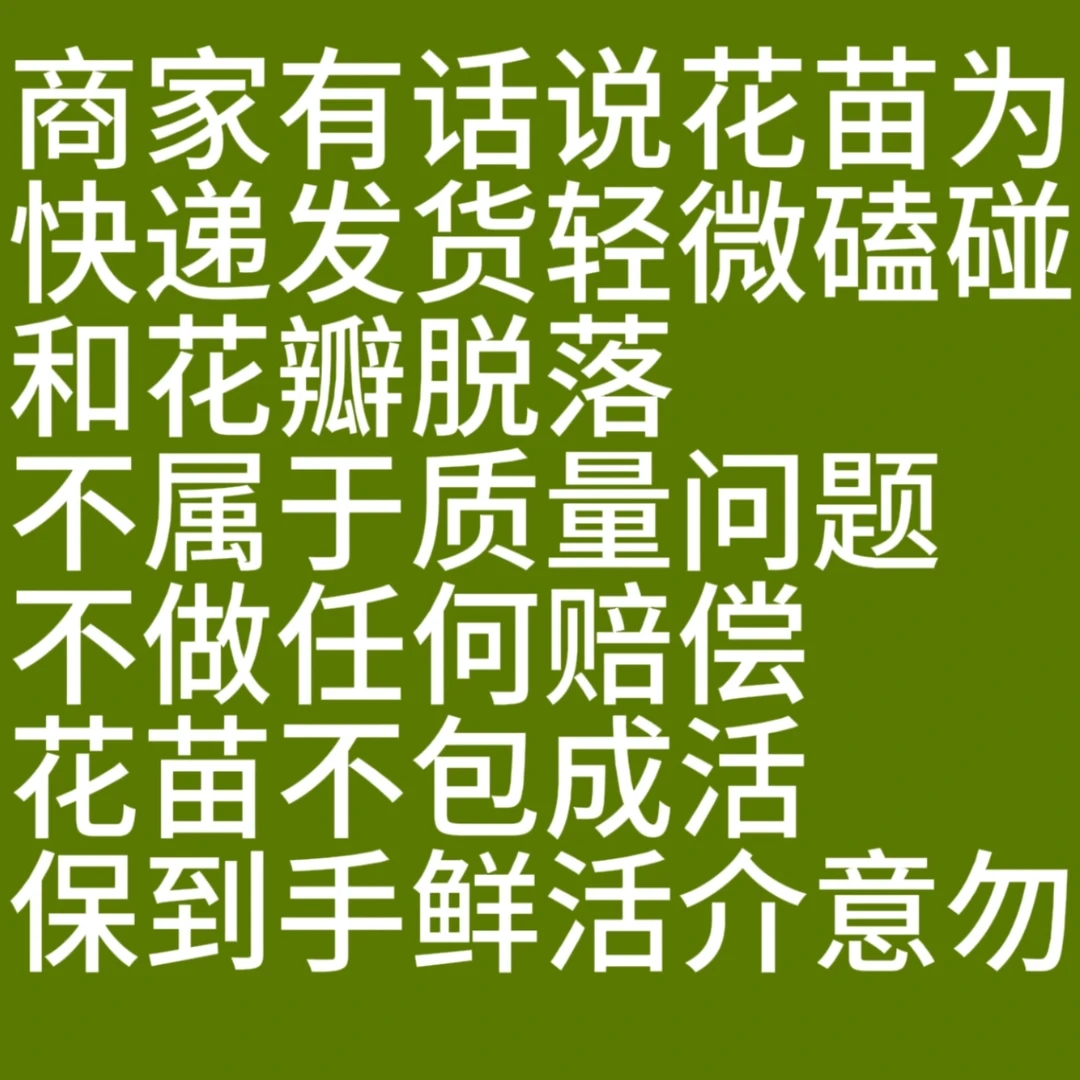 【彩色三角梅】盆栽原盆原土发货可爬藤地栽盆栽【掉花掉叶正常现象】