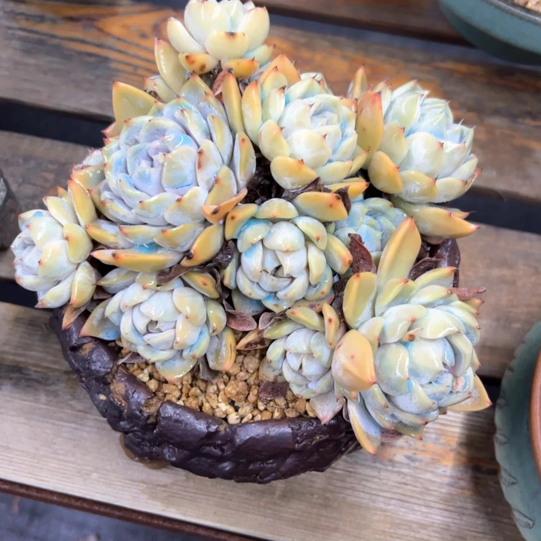 汉堡28 零零多肉植物