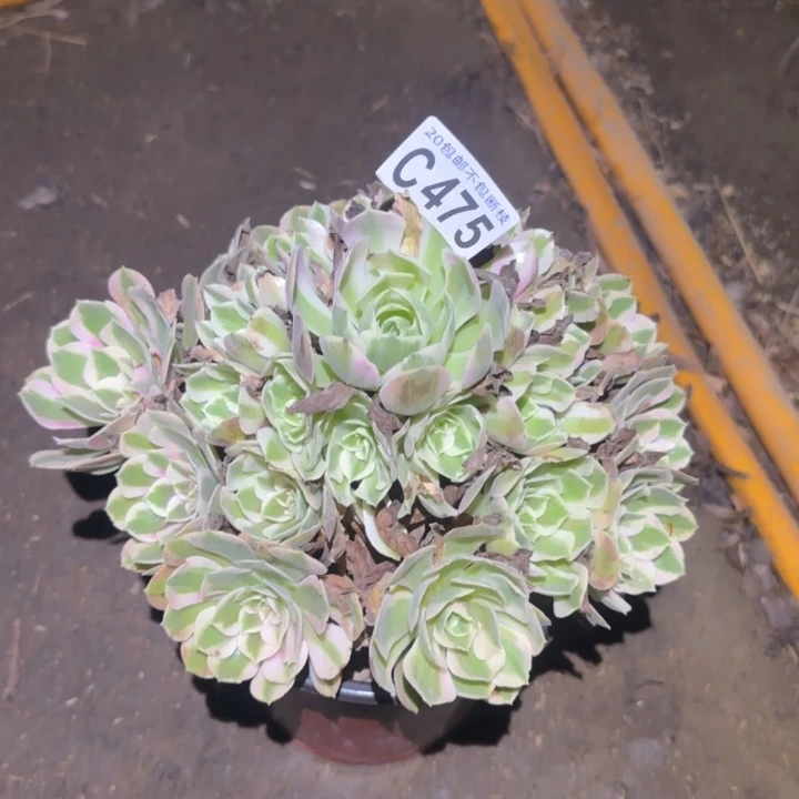 妖月……多肉植物的