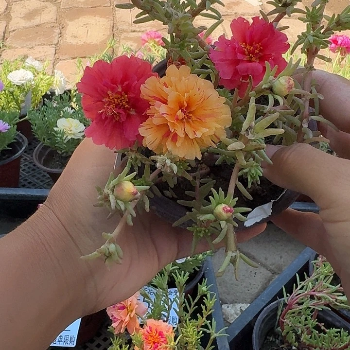 无花朵量拍阳光超小苗盆口10cm