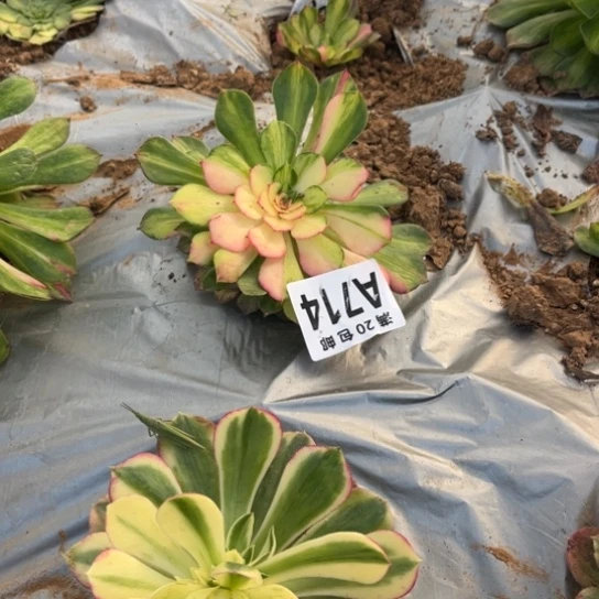 714知否不包断枝法师