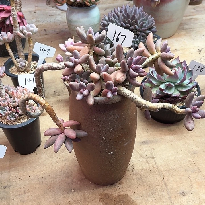 多肉植物，红手指167号
