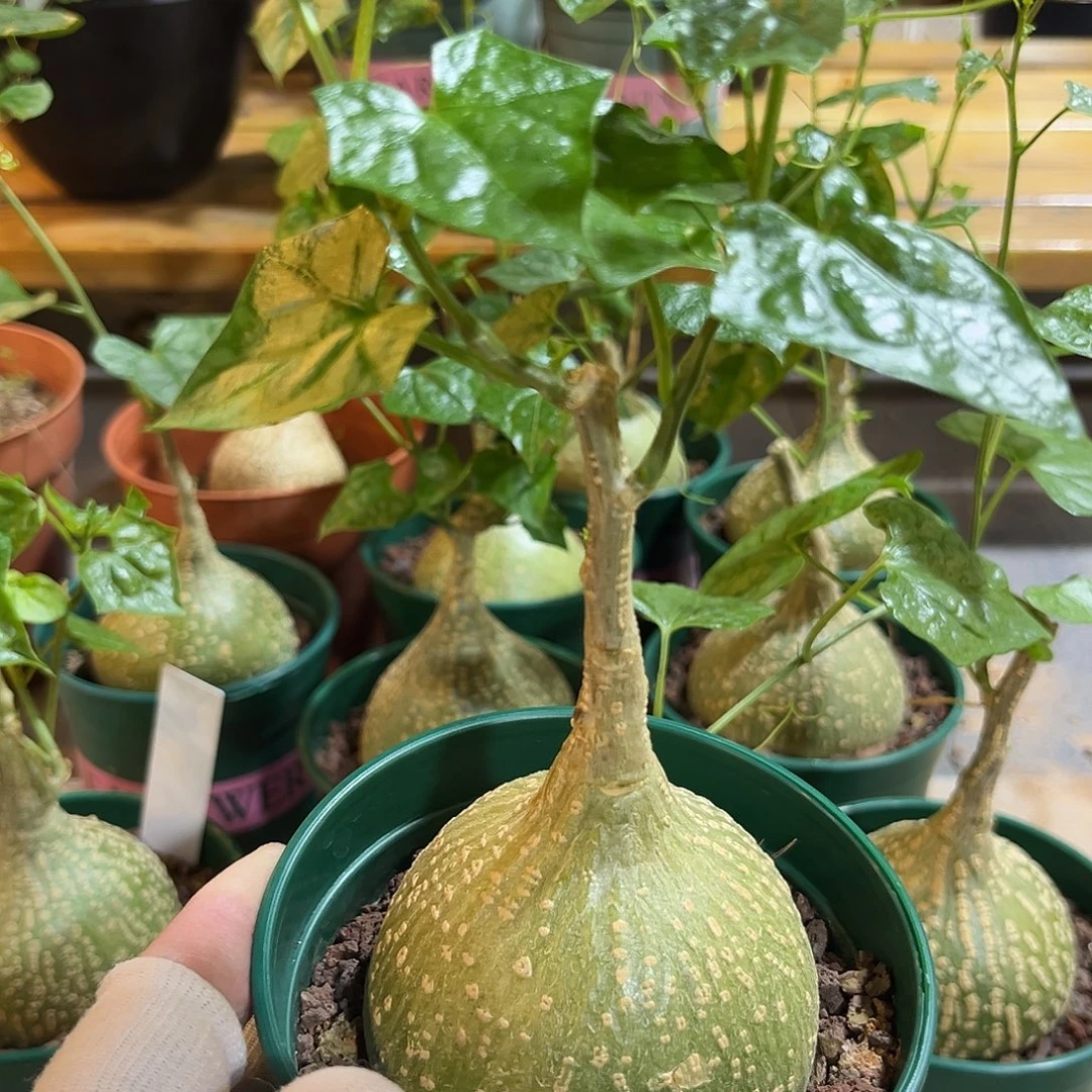 汤圆植物银叶睡布袋1