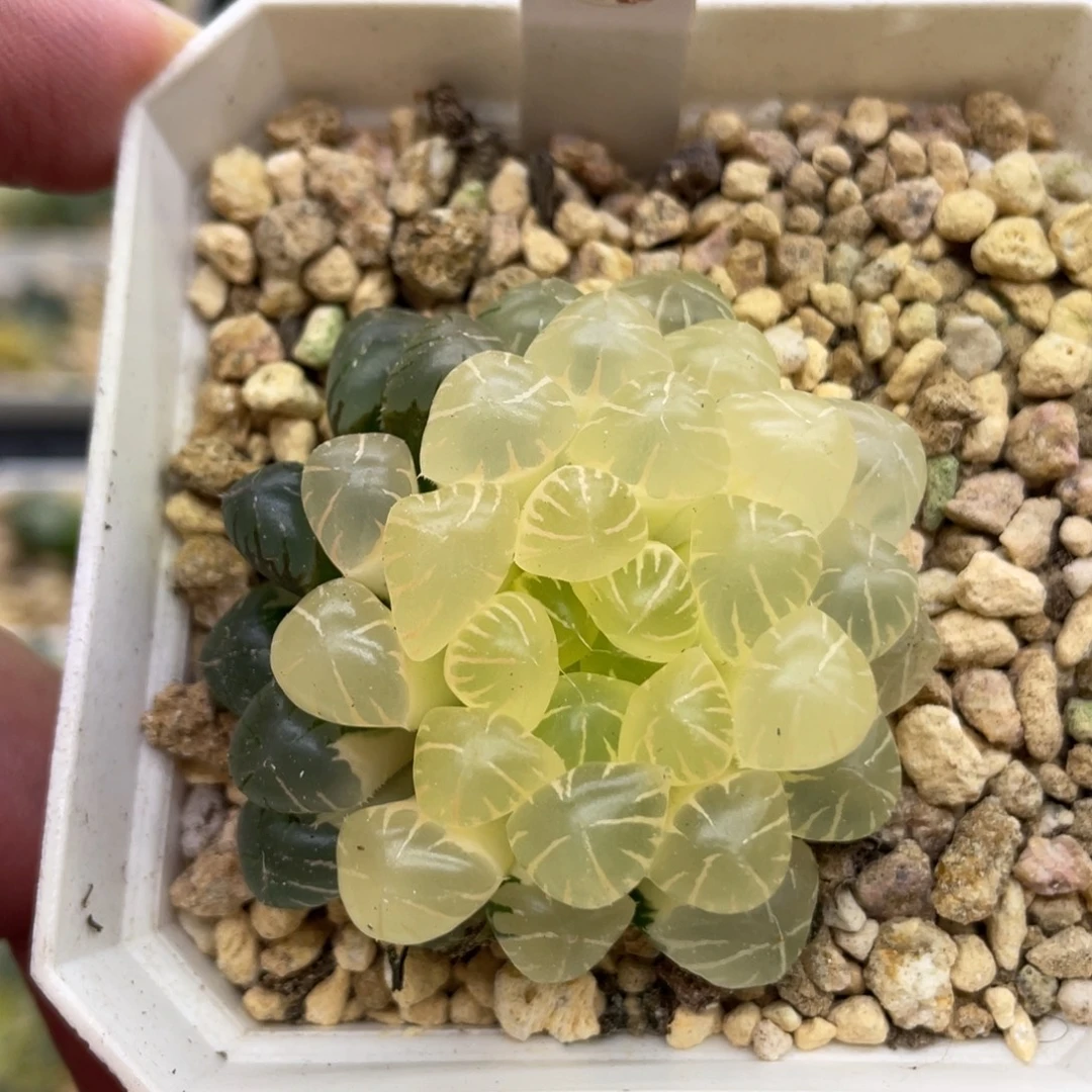 小蔡的菜园30特价款