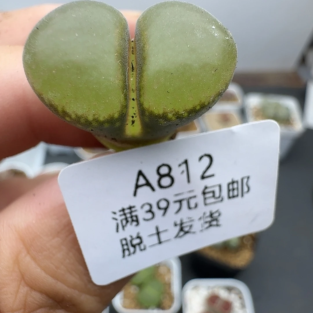 812多肉哈哈哈哈哈哈