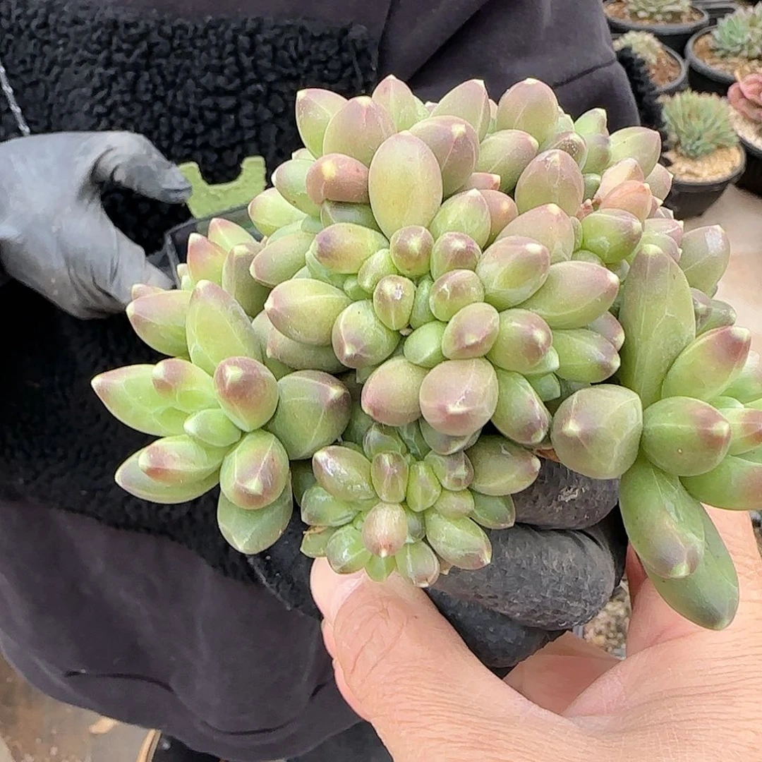 千代田缀38.8       肉