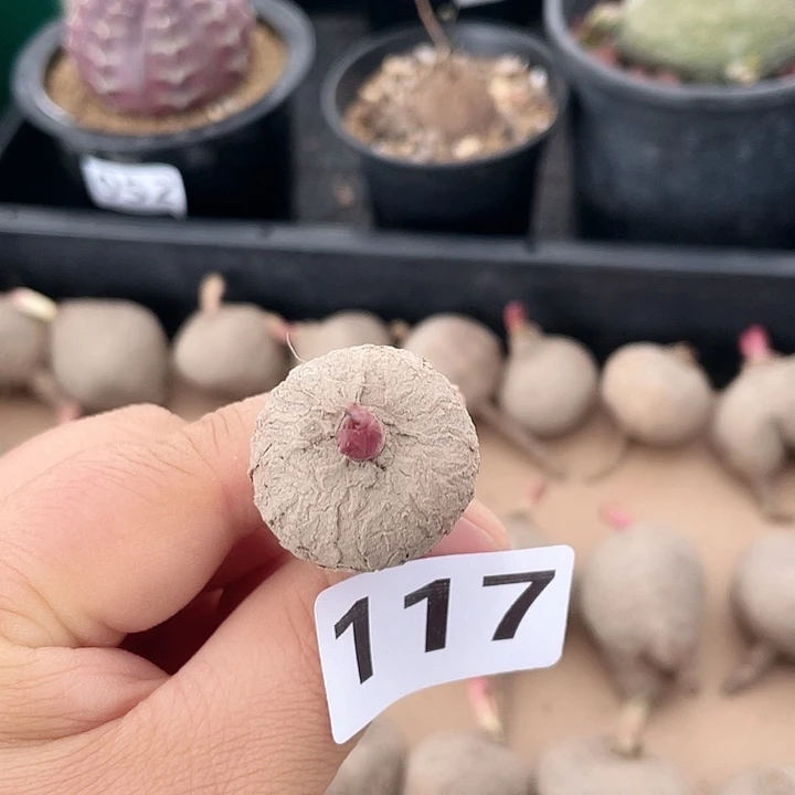 117玫瑰大戟块根植物