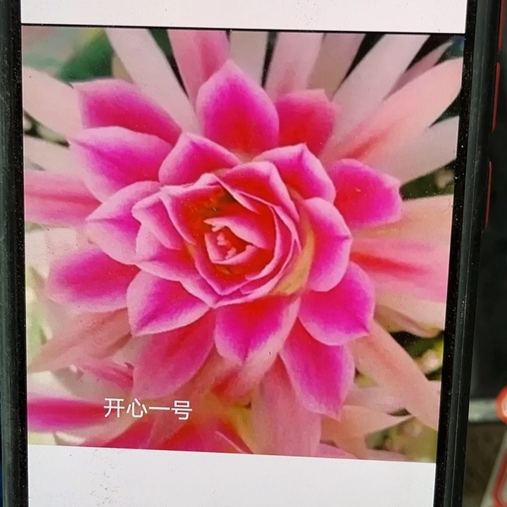 开心一号侧芽歪5公分以上满18包邮