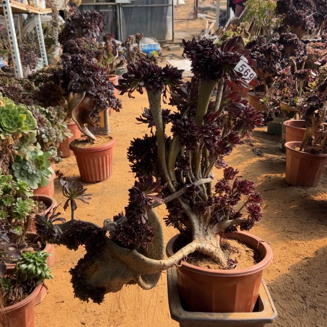 有伤黑缀596一颗啦