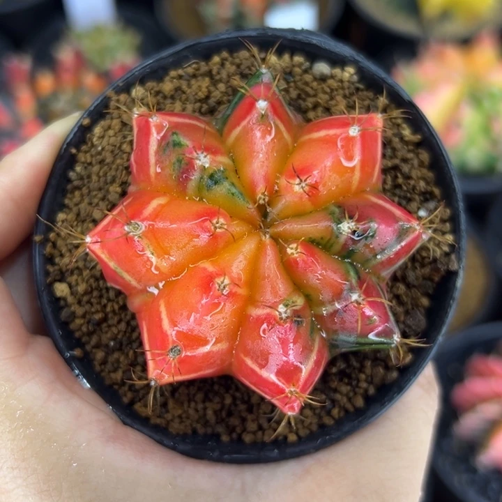 泰国米哈仙人球实生