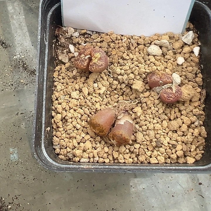 18-78肉锥多肉植物