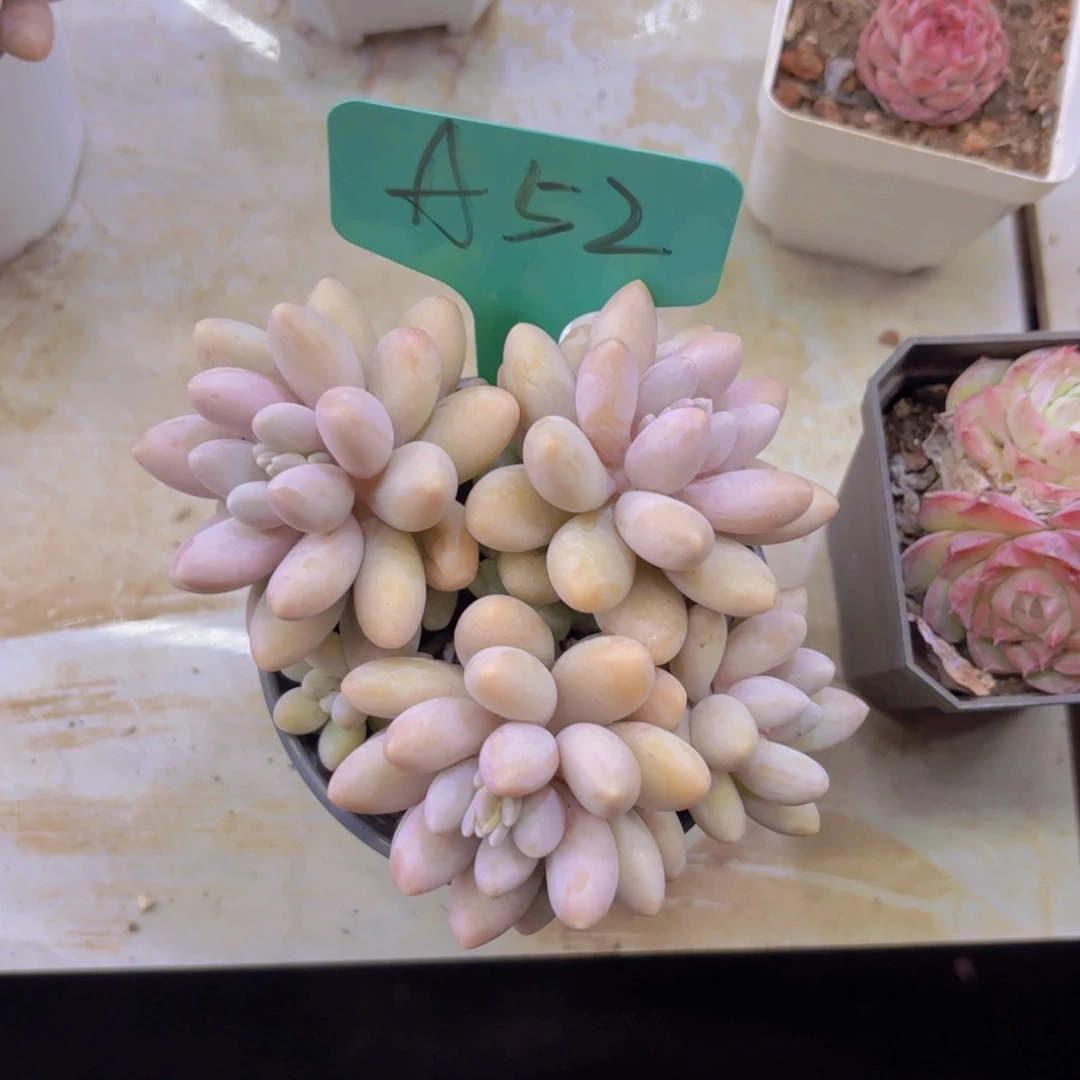 一**一我的小可爱们都好可爱