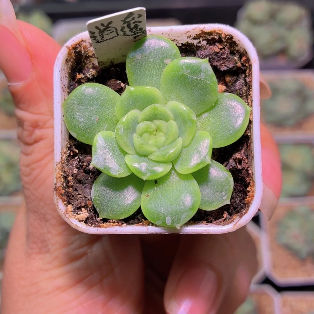 逍遥多肉植物单头