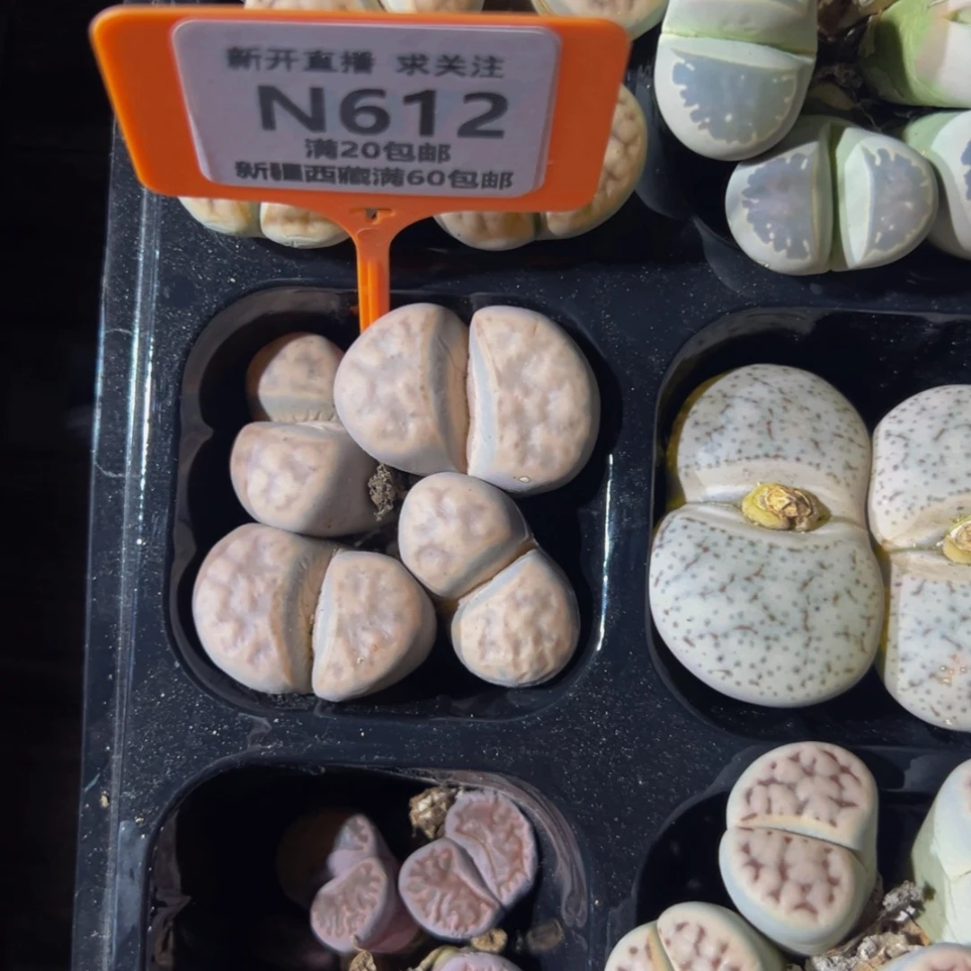 Z***k612 一物一拍，默认有伤，介意勿拍，不退不换