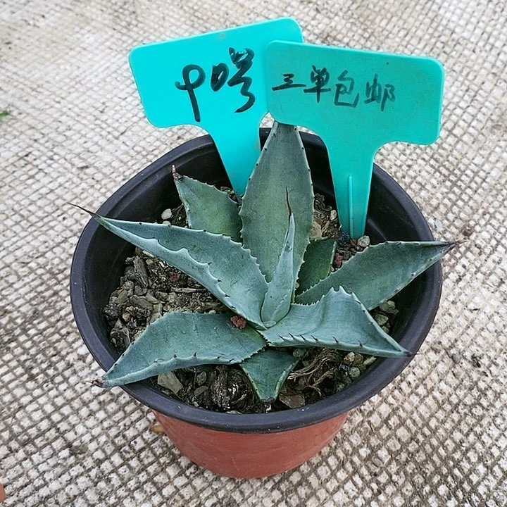 【闪购商品】无花朵龙舌兰金特里