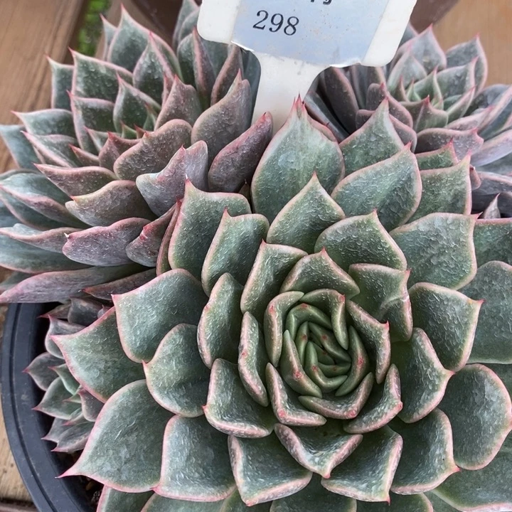 D298- 直播福利 鱿鱼丝捧花带锦