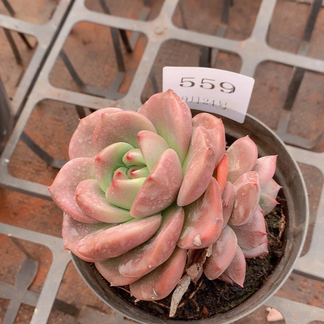 【闪购商品】云559号Q橙7厘米