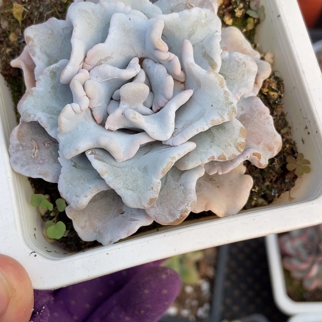 3141饺子皮多肉植物