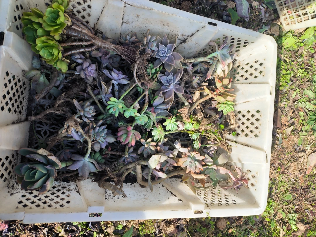 多肉地栽老庄001