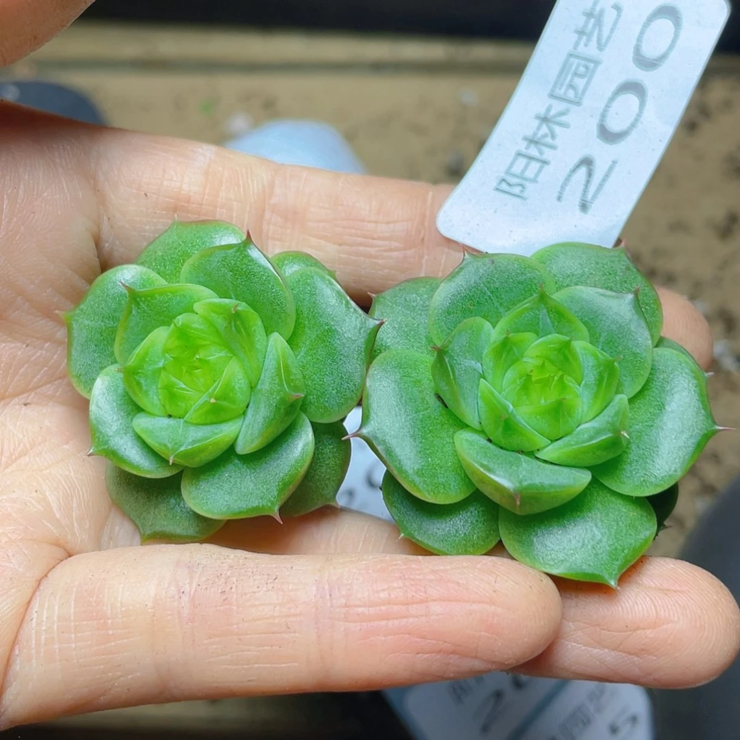 多肉植物多肉植物200
