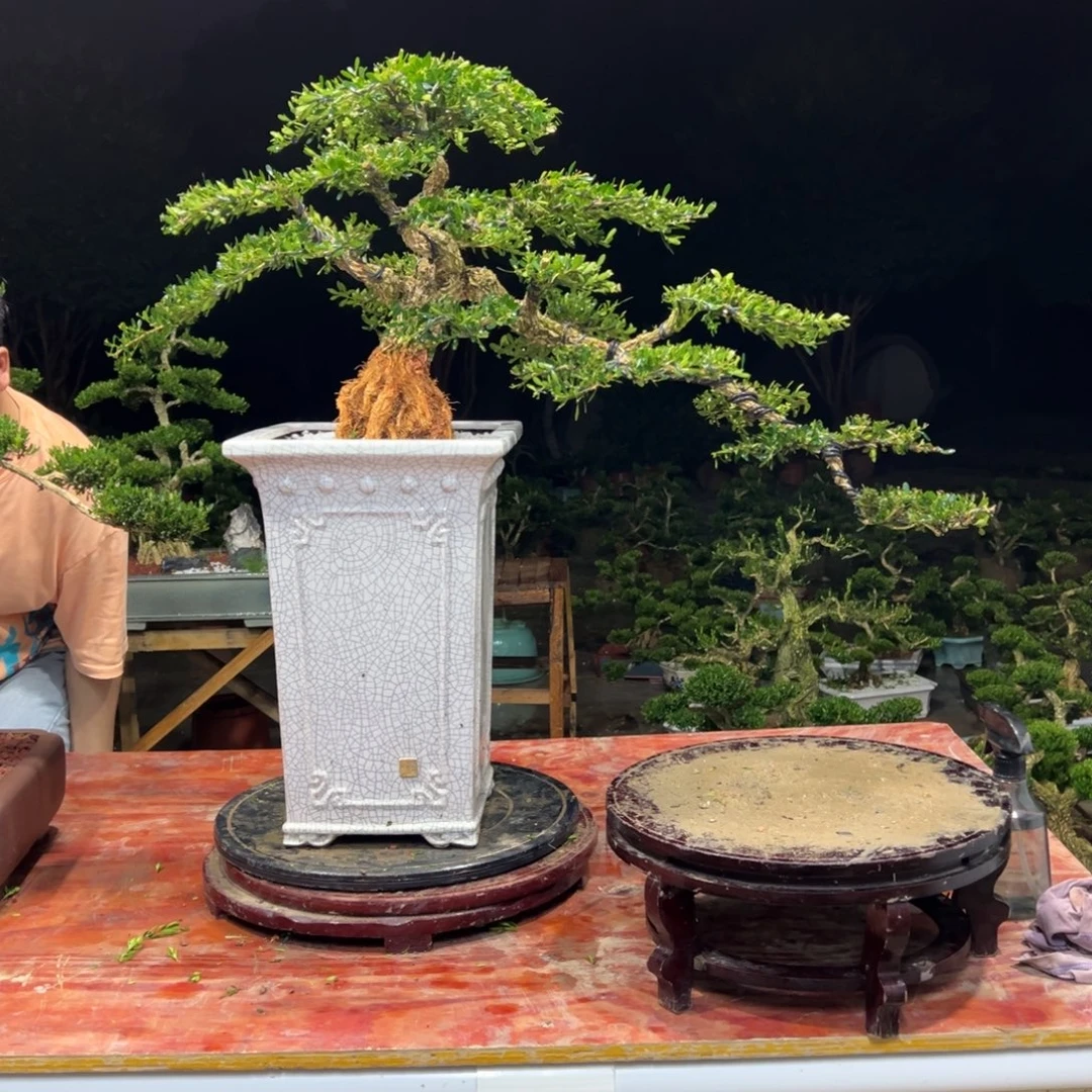 上***馆无花朵广东皱皮雀舌黄杨