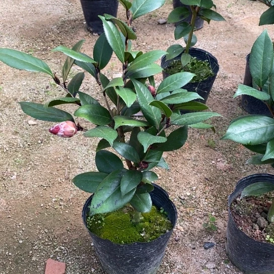 当前无花栽培后可以开花