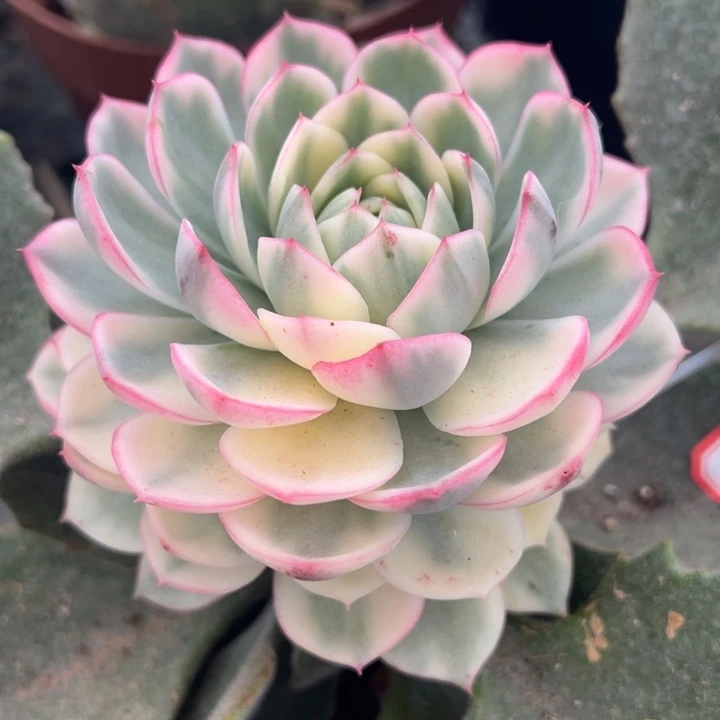 韩水晶锦一物一拍锦龙