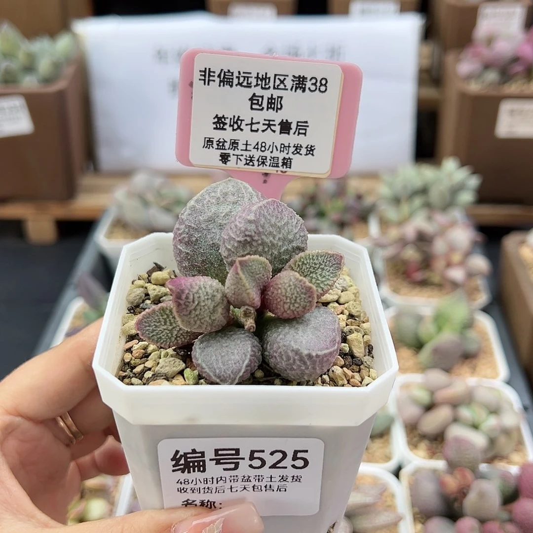 525哈默猪干多肉植物