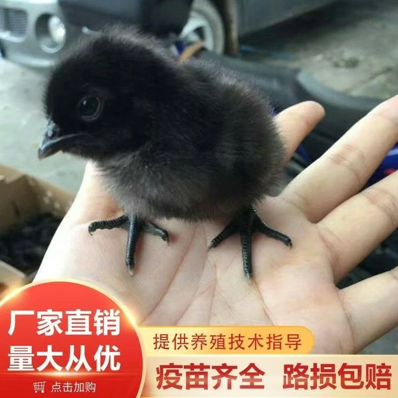 五黑鸡绿壳蛋鸡乌黑鸡黑凤鸡包邮【包活到家】宠物鸡