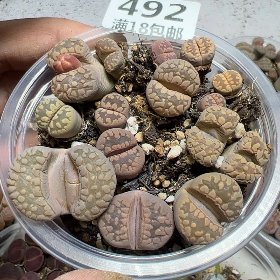 【闪购商品】 492。