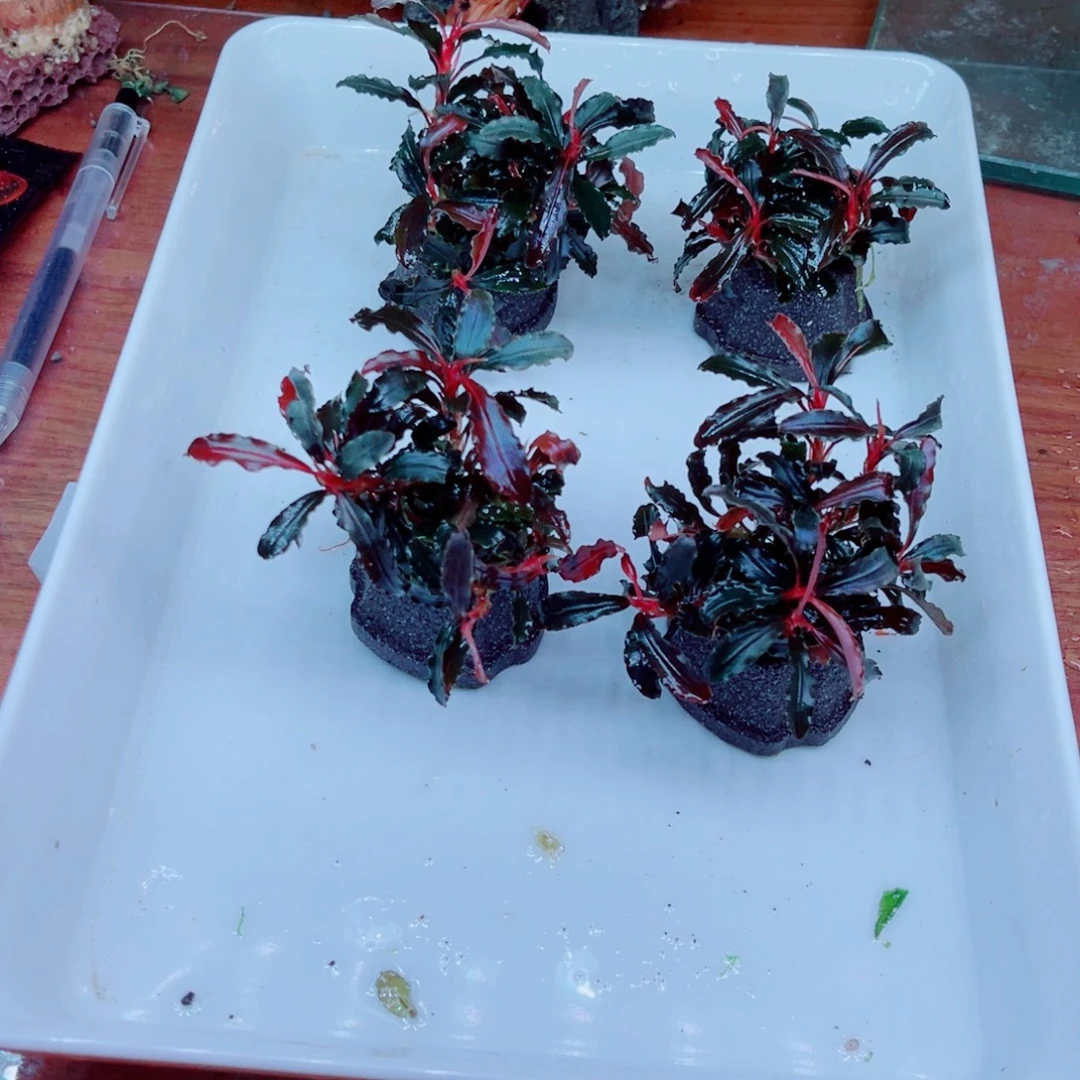 炒***饭美小呆哇塞套餐一份
