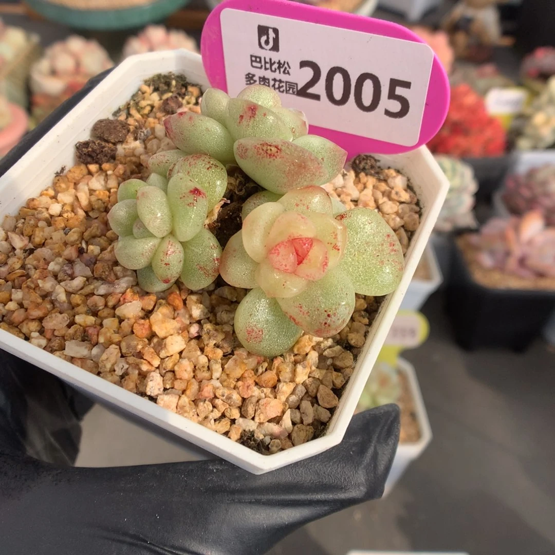 2005 冰玉石化多肉多肉
