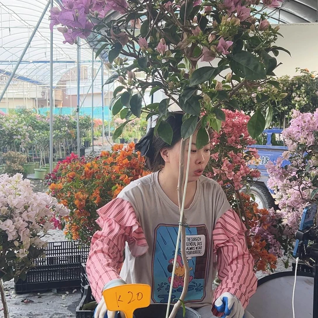 拥***生大部分花苞少量开放K20赛佛里