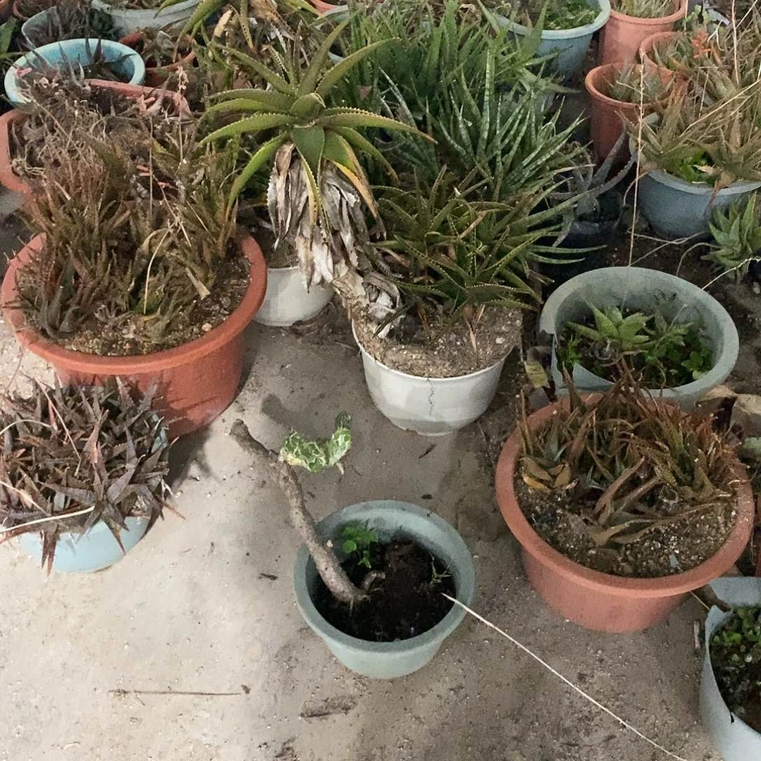 白***鸟仙人掌一个。